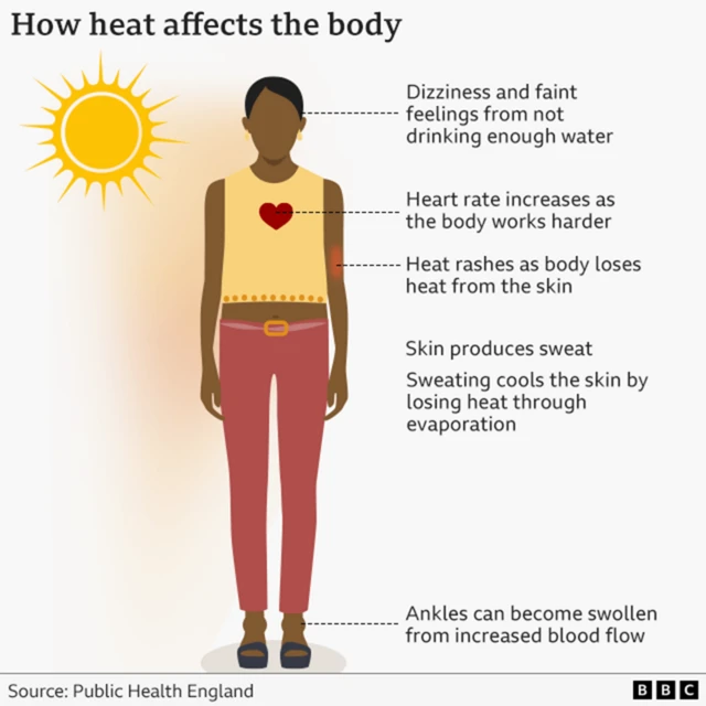 Infographic titled “How heat affects the body.” A stylised illustration of a person stands beside a large sun icon. Dotted callouts label different parts of the body, explaining effects of heat: dizziness and faintness from dehydration; increased heart rate as the body works harder; heat rashes on the skin; sweating, which cools the body through evaporation; and swollen ankles due to increased blood flow. Source credited to Public Health England, with a BBC logo at the bottom.