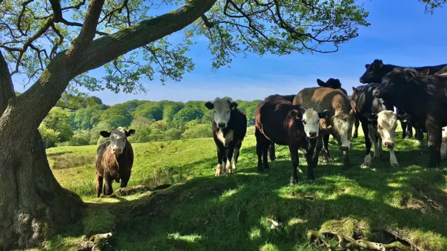 Cows sheltering under a tree in Leek, Staffordshire