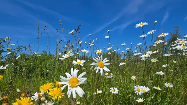 Blue skies above meadow scene where daisies and dandelions are pictured