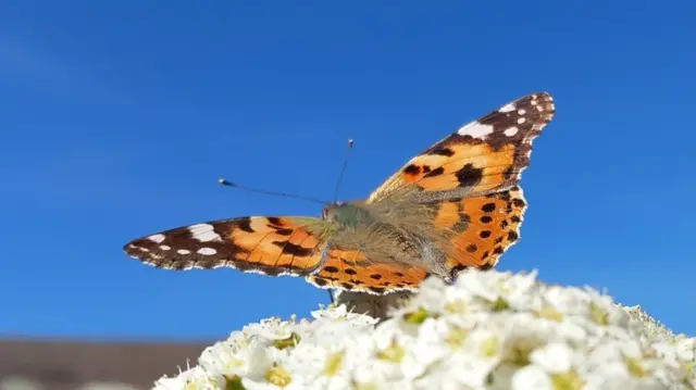 Butterfly in Pakefield Suffolk