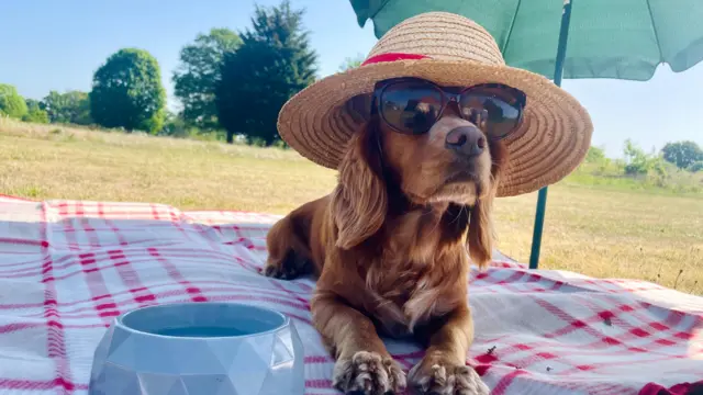 Brown dog wearing a hat and and sunglasses in Waldringfield, Suffolk