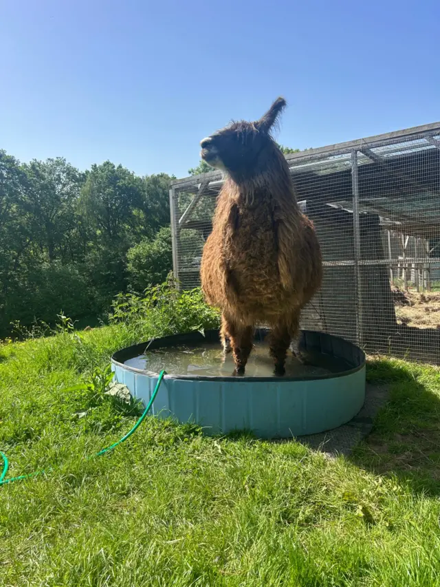 Rosie the llama stands in a shallow paddling pool
