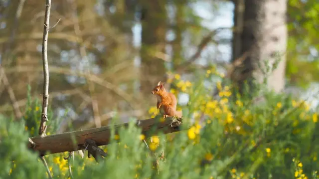 A red squirrel sits on a log that is jutting out. It's surrounded by gorse bushes with yellow flowers
