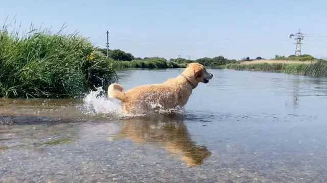 A labrador splashing about in a shallow body of water.