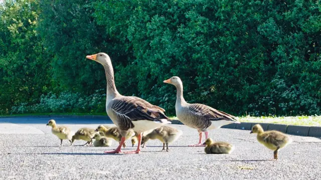 Geese and their goslings out in the sun in Belfast