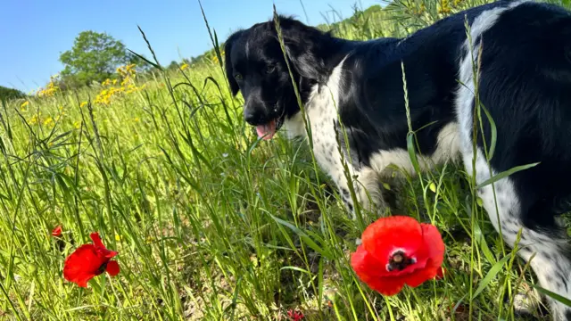Black and white dog in a field with red flowers in Halesowen, Dudley