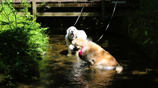 Two retrievers sit and stand in a river