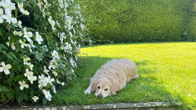 Golden retriever in the shade