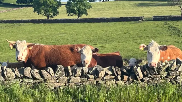 Three fully grown cows peak over a wall and a small cow that looks young also peeks over in rolling fields