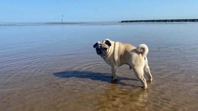Paddling pug in Wallasey, Wirral