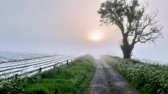 The sun rises in the haze, you can barely make it out in thick fog. The picture looks down a farm track, with a large old tree on the right and on the left a field which has been ploughed