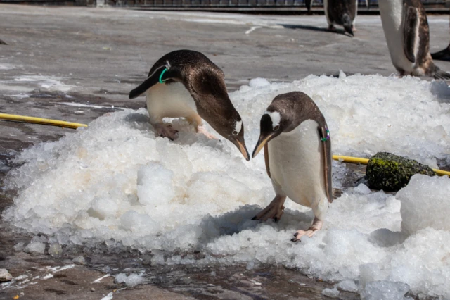 Two penguins stand on top of a mound of ice as they try to cool off in Edinburgh Zoo during the hot weather