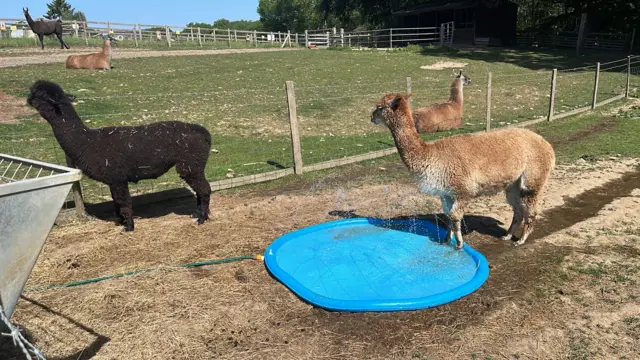 Godstone Farm llamas next to a paddling pool