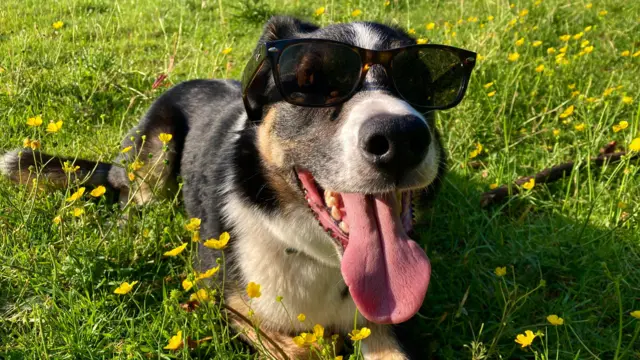 A dog wearing sunglasses with his tongue out while lying in a field of buttercups