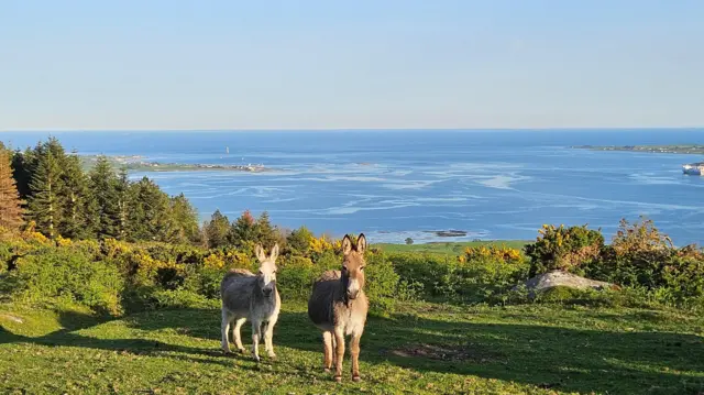 Two donkeys stand in a field in front of the sea in County Down, Northern Ireland