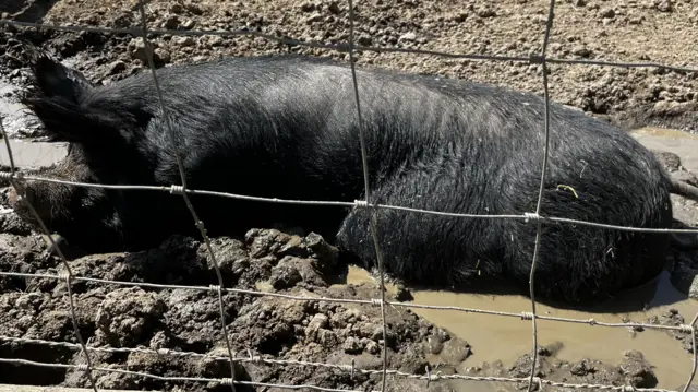 A pig dozes in mud in Godstone