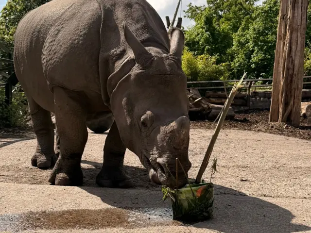 A greater one-horned rhino inspects a frozen block of fruits and leaves in his enclosure at Edinburgh zoo