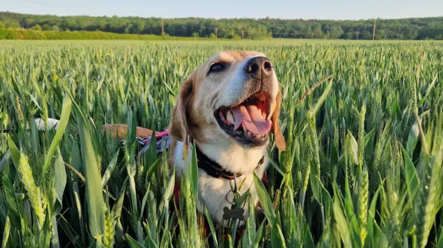 A dog in very tall crops that come up to its ears as it has its mouth open. It's sunny and very green