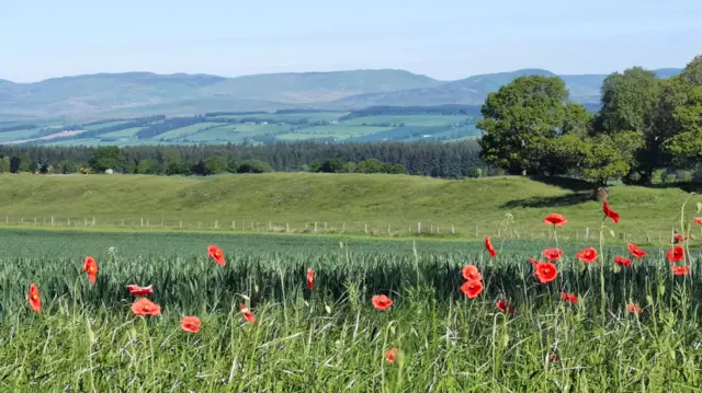 Rolling fields off in the distance, broken up by trees. Red poppies grow in the foreground