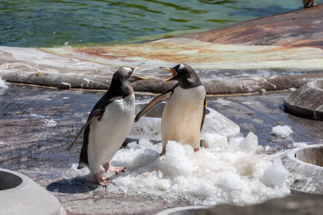 Tempers flare as two penguins shout at each other while standing on a pile of ice next to a splash pool in their zoo enclosure