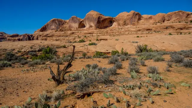 Prickly pear cacti in the sandstone landscape along the trail to the Bowtie and Corona Arch near Moab, Utah, United States.