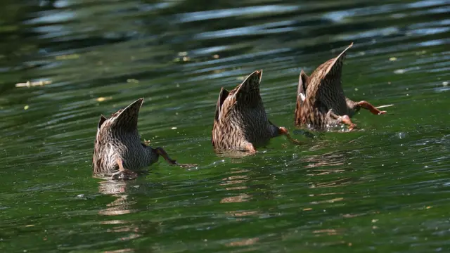 Three ducks go under water in a line