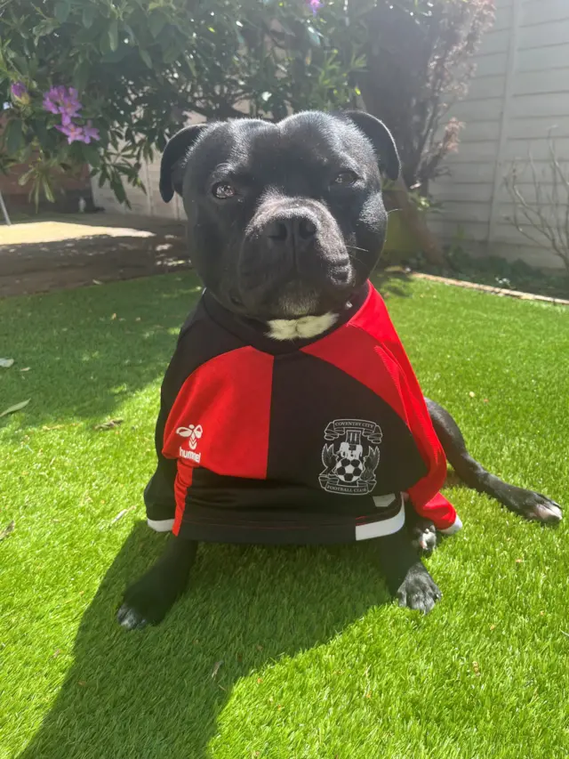 Dog wearing kit