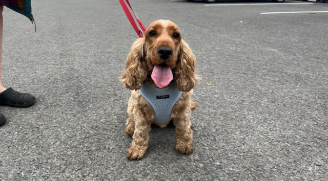 English cocker spaniel