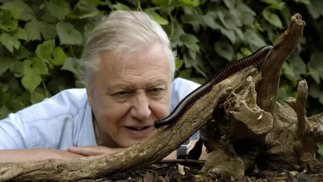David Attenborough with a Giant Millipede