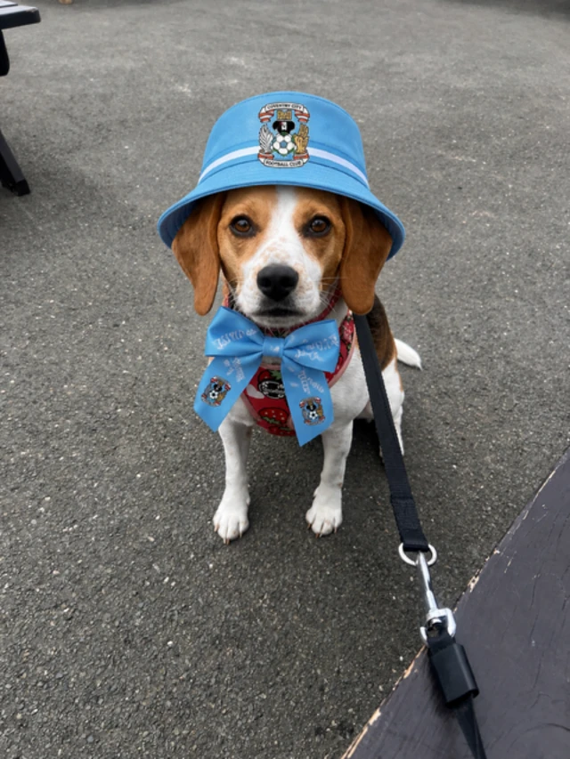 Dog