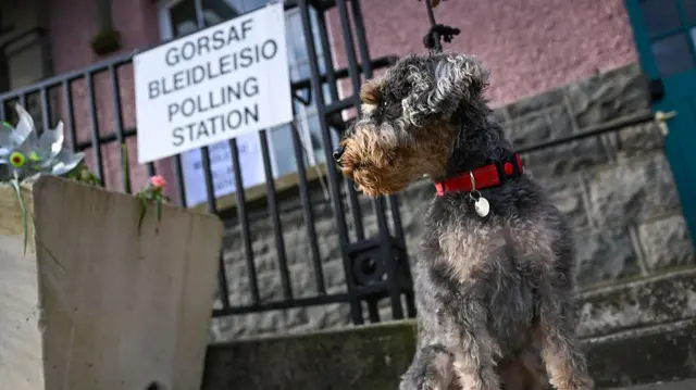 : A dog poses for a photo at the polling station at the City Hall, on May 07, 2026 in St Davids, Wales.