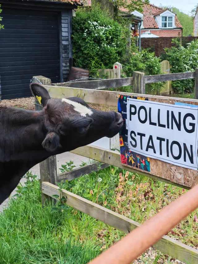 A cow stands close to a polling station sign that has been fixed onto a gate