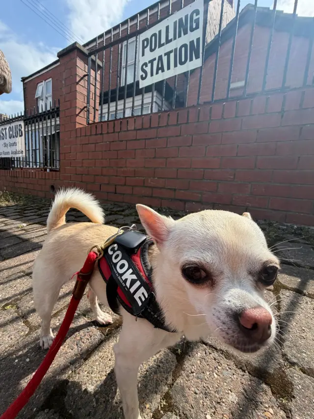 A close up of a small white dog looking directly at the camera and wearing a black and red harness with the name Cookie in white letters and a red lead is attached