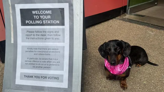 A small dog wearing a pick scarf is standing nest to a polling station sign