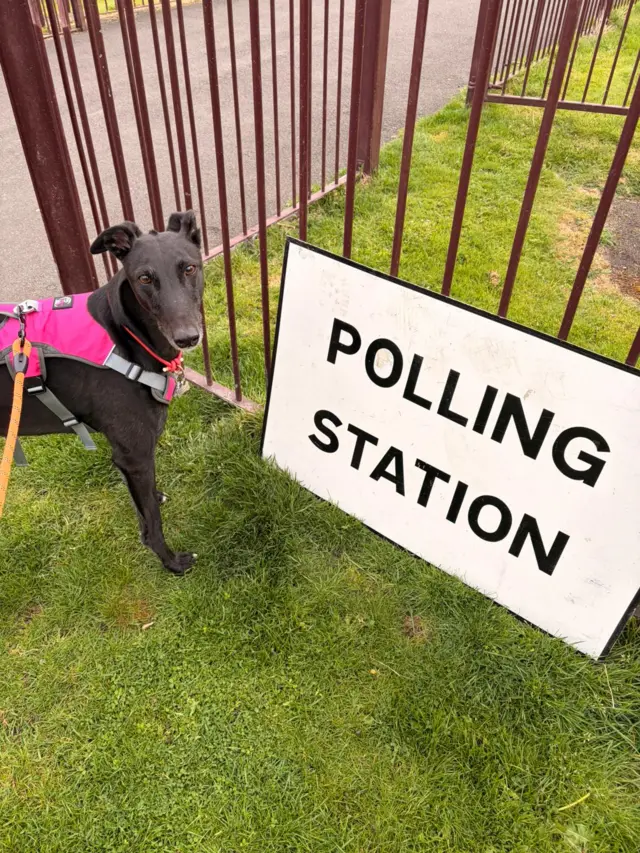A black greyhound with a red collar, a pink jacket and an orange lead alongside a polling station sign which is resting against brown railings