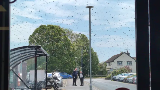 A bee swarm as seen through a window