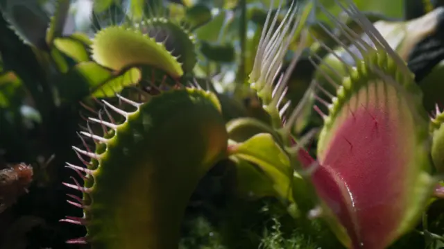 Close ups of several venus flytrap plants