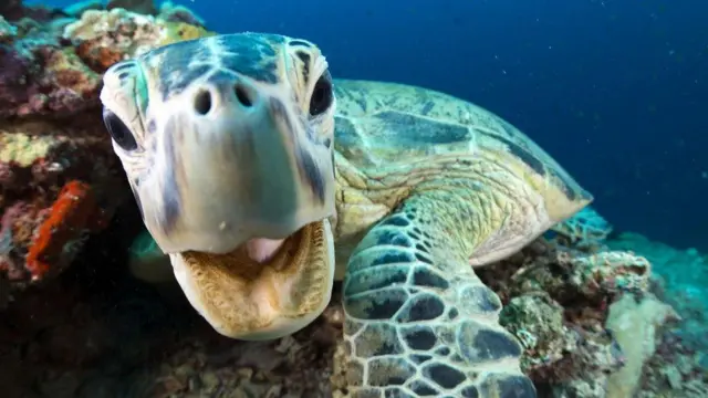 A turtle pictured in Blue Planet II