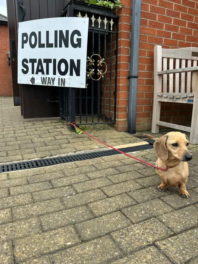 A light brown dachshund standing tied by a red lead to black railings on which there is a polling station sign attached with black letters on a white background. There are some black doors open to the polling station which is a red brick building