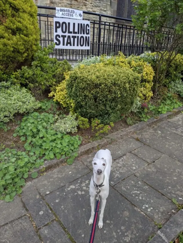 A white greyhound stands on grey flagstones in front of bushes which are in front of black railings with a polling station sign on. The dog has a black collar and a red and blue striped lead
