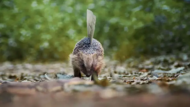 A hedgehog carrying the letter