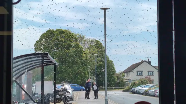Hundreds of wasps flying in a car park outside a window