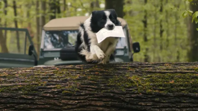 Dog carrying letter