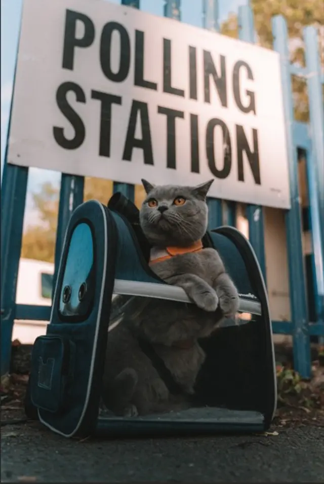 A grey cat with an orange collar. The cat is inside a carrying case with its paws resting on a bar. It is on the ground in front of blue metal railings on which there is a polling station sign