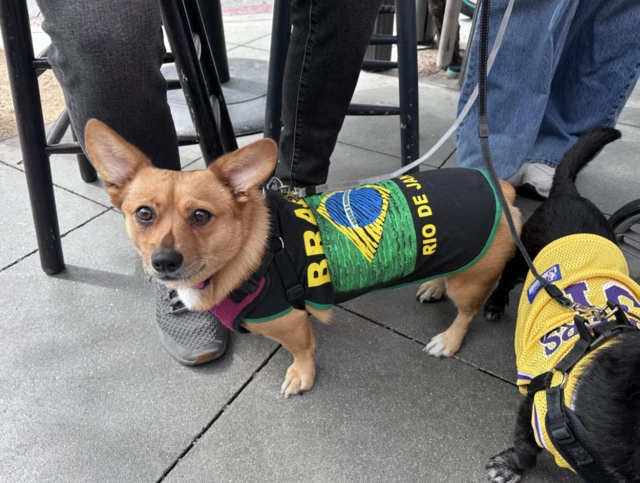 Brazil dogs