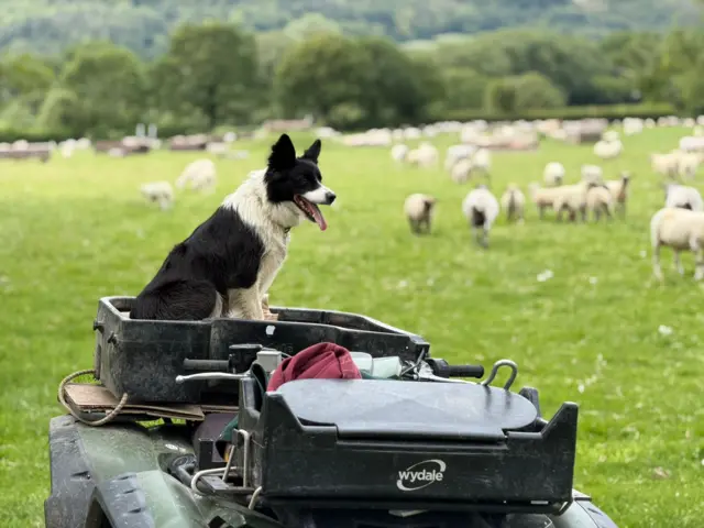A sheep dog sits on the back of a quad bike looking over a flock of sheep.