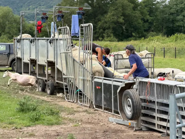 Three sheep shearers are stood on a metal platform funnelling sheep. A recently sheared sheep escapes to the side.