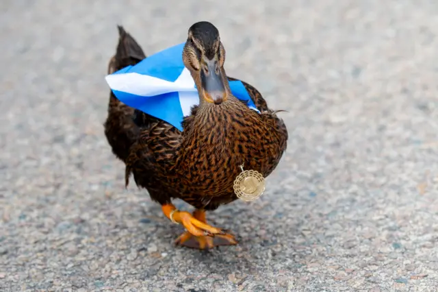 Scotland's duck Dawn