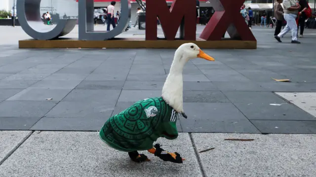 Mexico's duck Merlin