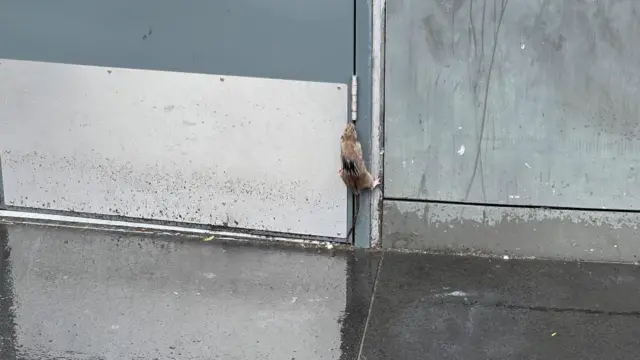 A rat climbs up a door hinge